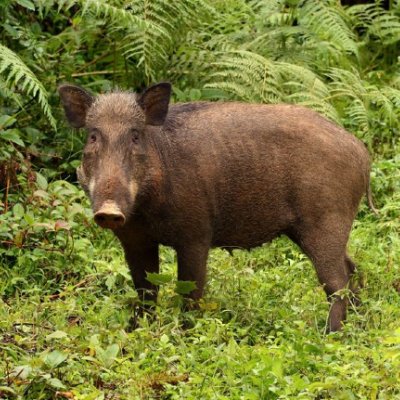 Wild pigs or boars (Sus scorfa) are native to Malaysia and also the entire of Eurasia, and are invasive in all other continents, including Australia and the Americas.